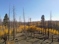 Regrowth and recovery in land ravaged by forest fire
