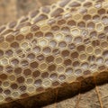 Regular arrangement typical of snake skin, which aids in locomotion and Royalty Free Stock Photo