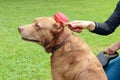 Regular caring for dog. Woman brushing her brown pitbull.