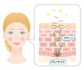 Human skin cell turnover with woman face illustration. Beauty and skin care concept