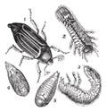 1.Regular Chafer Melolontha vulgaris 2.Larva rear view 3.Larva, side view 4.chrysalis view below 5.chrysalis view below vintage