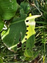 Circle formation on a leaf caused by leafworms Royalty Free Stock Photo