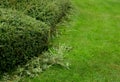 Regular maintenance of shrubs trimming the hedge trimmer into a shape so that they do not interfere with the lawn trimmed twigs