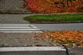 Regular raking of autumn leaves on piles. danger of slipping at the crosswalk. woman in sports jacket rake red rake. The leaves se Royalty Free Stock Photo