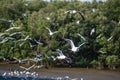 Regular seasonal movement migration of seagulls birds