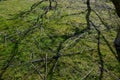 regular spring rust of trees in the orchard. there are lots of cut