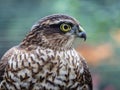 Sparrowhawk in the garden