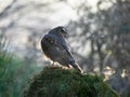 Sparrowhawk in the garden