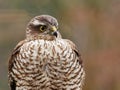 Sparrowhawk in the garden