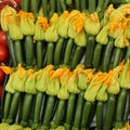 Regular zucchinis with yellow flowers