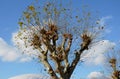 Regularly cut trees can fit into a medium-sized garden, wide, bright green, often shiny leaves; fruits in the shape of prickly bal