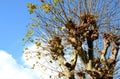 Regularly cut trees can fit into a medium-sized garden, wide, bright green, often shiny leaves; fruits in the shape of prickly bal