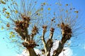 Regularly cut trees can fit into a medium-sized garden, wide, bright green, often shiny leaves; fruits in the shape of prickly bal