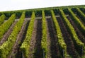 Regulars rows in a tuscan wineyard Royalty Free Stock Photo