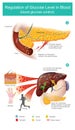 Regulation of Glucose Level in Blood.