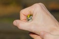 Regulus Goldcrest Royalty Free Stock Photo