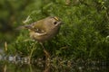 Goldcrest, Regulus regulus. The smallest songbird in Europe Royalty Free Stock Photo