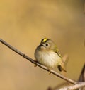 Regulus regulus, Goldcrest Royalty Free Stock Photo