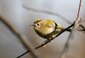 Regulus regulus, Goldcrest Royalty Free Stock Photo