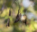 Regulus regulus. Tiny Goldcrest Bird Perched on Dry Black Locust Seed Pods in Autumn Sunlight Royalty Free Stock Photo