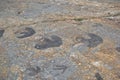 Dinosaur icnites, large iguanodon footprints and small carnivorous theropod footprints.