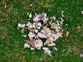 Regurgitated, indigestible shell and other fragments left by a sea bird on the coastal cliffs north of Collaster, Unst, Shetland