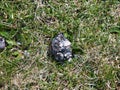 A regurgitated pellet of indigestible shell and other fragments left by a sea bird on the coastal cliffs north of Collaster, Unst