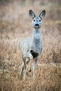 Reh, Roe deer, Capreolus capreolus portrait Royalty Free Stock Photo