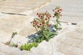 Rehmannia glutinosa flowers Royalty Free Stock Photo