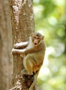 Rehsus Macaque making faces Royalty Free Stock Photo