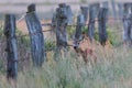 Roe deer female standing in a meadow by a cattle fence and looking Royalty Free Stock Photo