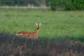 Roe deer female stands on a meadow and looks Royalty Free Stock Photo