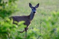 Roe deer fawn stands on meadow and looks curiously Royalty Free Stock Photo