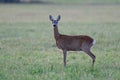 Roe deer female stands on a meadow and looks Royalty Free Stock Photo