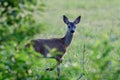Roe deer fawn stands on meadow and looks curiously Royalty Free Stock Photo