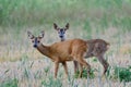 Roe deer female stands with her fawn on a field and looks attentively