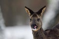 Roe deer female standing on forest meadow in snow and looking, head portrait, winter, lower saxony, germany, capreolus capreolus Royalty Free Stock Photo