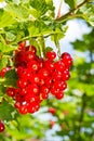 Reife Johannisbeeren, Bayern, Deutschland Royalty Free Stock Photo