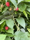 Reife rote Erdbeeren oder Erdbeeren auf einem Busch auf einer Plantage Royalty Free Stock Photo
