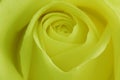 3nd Chakra (SOLAR PLEXUS) rose - stock photo