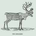 The rein-deer or caribou in profile view. Illustration