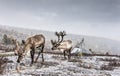 Rein deer in a snow in northern Mongolia