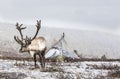 Rein deer in a snow in northern Mongolia Royalty Free Stock Photo