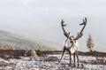 Rein deer in a snow in northern Mongolia