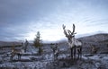 Rein deer in northern Mongolia Royalty Free Stock Photo