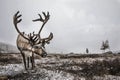 Rein deer in northern Mongolia