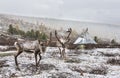 Rein deer in a snow in northern Mongolia