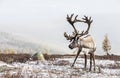 Rein deer in a snow in northern Mongolia