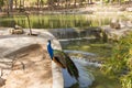 Peacock by a waterfall Spain tourist attraction