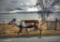 Reindear in the arctic Royalty Free Stock Photo